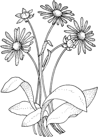 Daisy Asteraceae Coloring Page